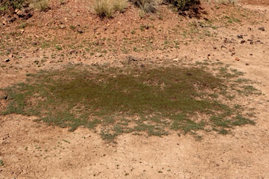 APII jpeg image of Marsilea costulifera  © contact APII