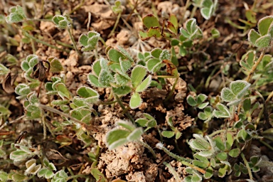 APII jpeg image of Marsilea costulifera  © contact APII