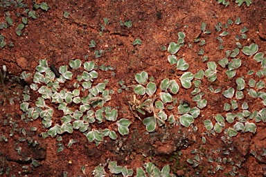 APII jpeg image of Riccia lamellosa  © contact APII