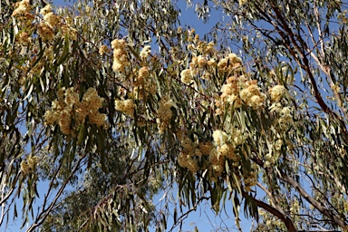 APII jpeg image of Eucalyptus ochrophloia  © contact APII