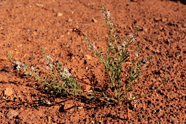 APII jpeg image of Lepidium phlebopetalum  © contact APII