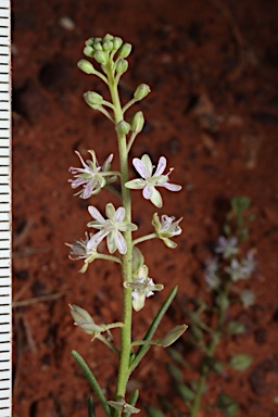 APII jpeg image of Lepidium phlebopetalum  © contact APII