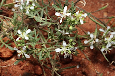 APII jpeg image of Arabidella eremigena  © contact APII