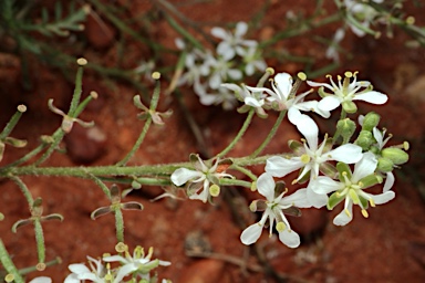 APII jpeg image of Arabidella eremigena  © contact APII