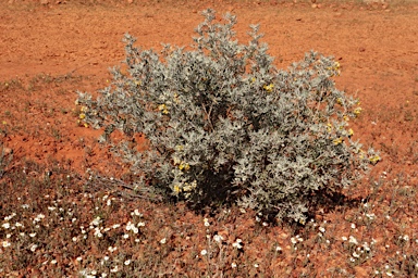 APII jpeg image of Senna artemisioides subsp. sturtii  © contact APII