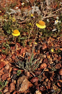 APII jpeg image of Leucochrysum stipitatum  © contact APII
