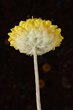 APII jpeg image of Leucochrysum stipitatum  © contact APII