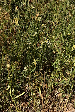 APII jpeg image of Calotis plumulifera  © contact APII