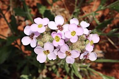 APII jpeg image of Harmsiodoxa blennodioides  © contact APII