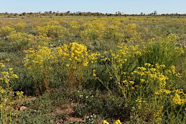 APII jpeg image of Senecio depressicola  © contact APII