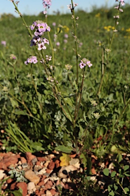 APII jpeg image of Harmsiodoxa puberula  © contact APII