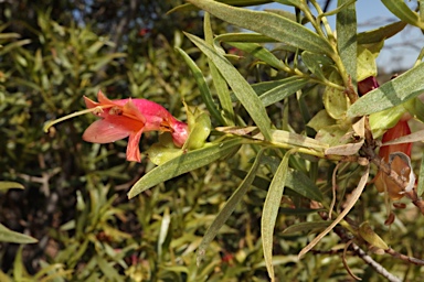 APII jpeg image of Eremophila duttonii  © contact APII