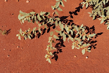 APII jpeg image of Androcalva loxophylla  © contact APII