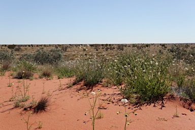 APII jpeg image of Trachymene cyanantha  © contact APII