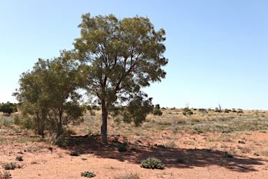 APII jpeg image of Atalaya hemiglauca  © contact APII