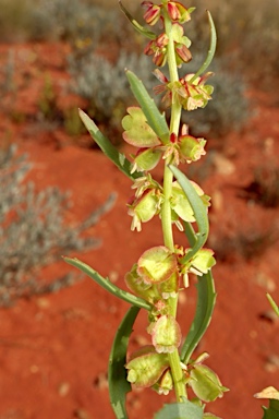 APII jpeg image of Haloragis gossei  © contact APII