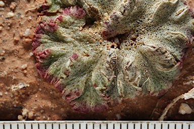 APII jpeg image of Riccia cavernosa  © contact APII