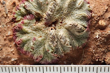 APII jpeg image of Riccia cavernosa  © contact APII