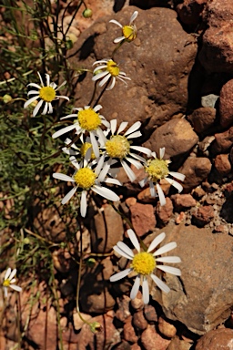 APII jpeg image of Brachyscome eriogona  © contact APII