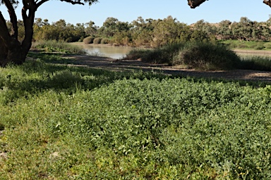 APII jpeg image of Trigonella suavissima  © contact APII