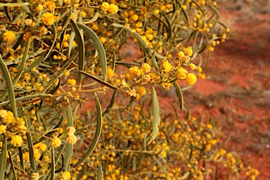 APII jpeg image of Acacia ligulata  © contact APII