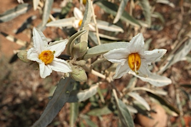 APII jpeg image of Solanum sturtianum  © contact APII