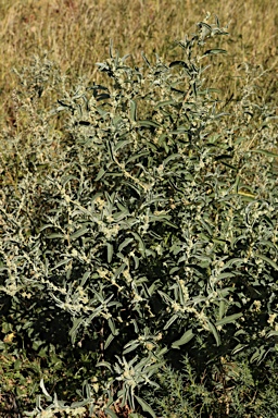 APII jpeg image of Atriplex elachophylla  © contact APII