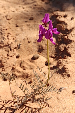 APII jpeg image of Swainsona phacoides  © contact APII