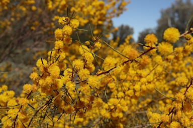 APII jpeg image of Acacia burbidgeae  © contact APII