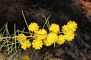 APII jpeg image of Acacia burbidgeae  © contact APII