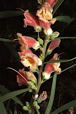 APII jpeg image of Eremophila longifolia  © contact APII