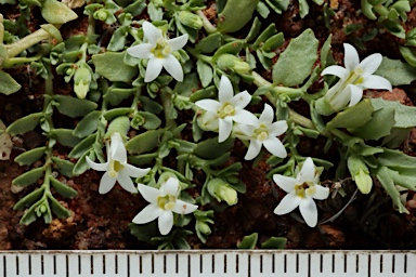 APII jpeg image of Lobelia darlingensis  © contact APII