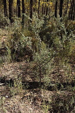 APII jpeg image of Grevillea arenaria subsp. arenaria  © contact APII