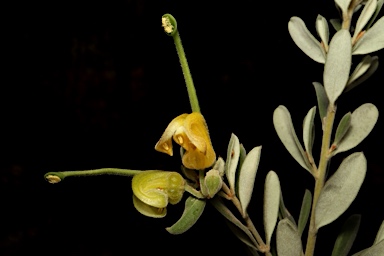 APII jpeg image of Grevillea arenaria subsp. arenaria  © contact APII