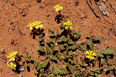 APII jpeg image of Goodenia cycloptera  © contact APII