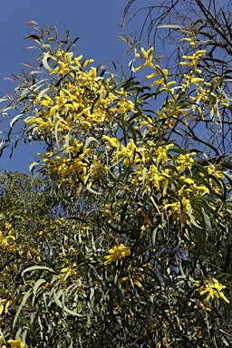 APII jpeg image of Acacia cheelii  © contact APII