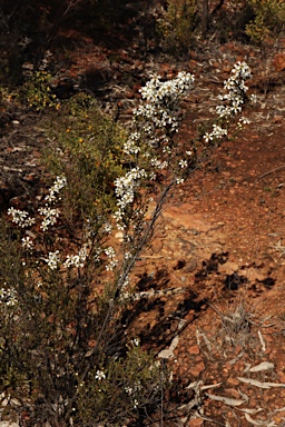 APII jpeg image of Gaudium parvifolium  © contact APII