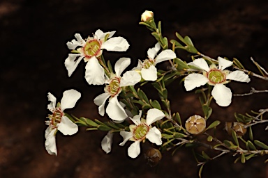 APII jpeg image of Gaudium parvifolium  © contact APII