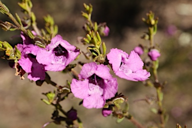APII jpeg image of Prostanthera howelliae  © contact APII