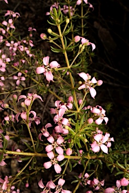 APII jpeg image of Zieria aspalathoides subsp. aspalathoides  © contact APII