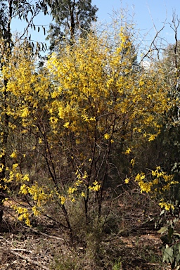 APII jpeg image of Acacia caroleae  © contact APII