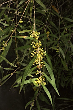 APII jpeg image of Notelaea microcarpa var. microcarpa  © contact APII