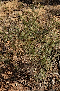 APII jpeg image of Indigofera adesmiifolia  © contact APII