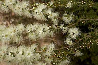APII jpeg image of Kunzea occidentalis  © contact APII
