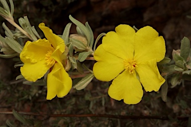 APII jpeg image of Hibbertia kaputarensis  © contact APII