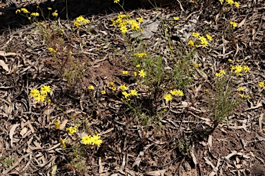 APII jpeg image of Senecio pinnatifolius var. pinnatifolius  © contact APII