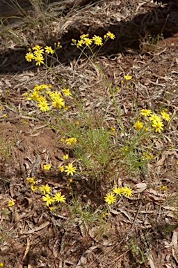 APII jpeg image of Senecio pinnatifolius var. pinnatifolius  © contact APII