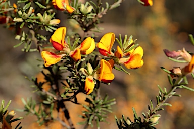 APII jpeg image of Pultenaea microphylla  © contact APII