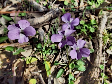 APII jpeg image of Viola betonicifolia  © contact APII