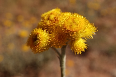 APII jpeg image of Chrysocephalum apiculatum subsp. congestum  © contact APII